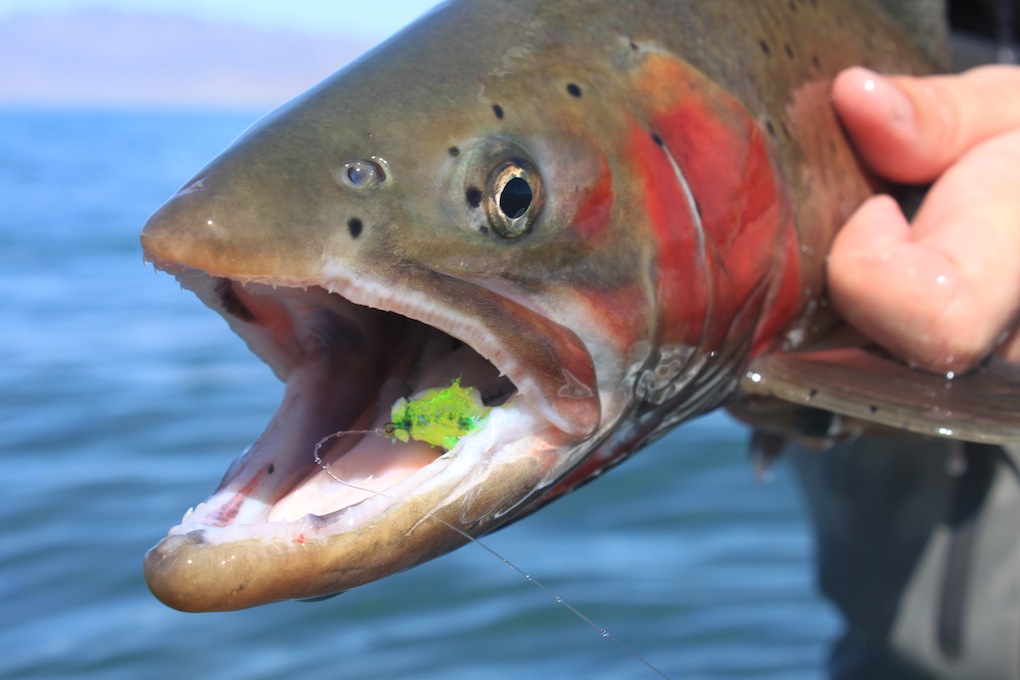 Fly Fishing Pyramid Lake: The Basics - Arizona WanderingsArizona