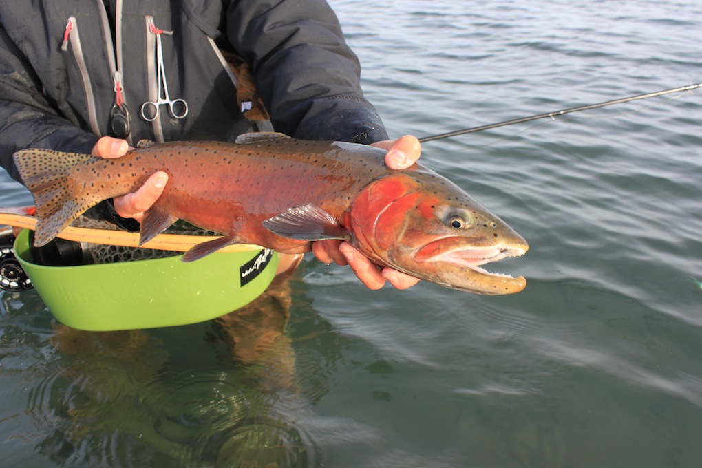 Techniques  Pyramid Lake Fly Fishing