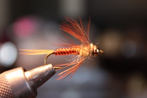 Gambel's Golden Stonefly