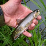 Brookie