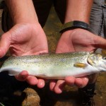 Fat Rainbow