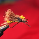 Splashything Stonefly