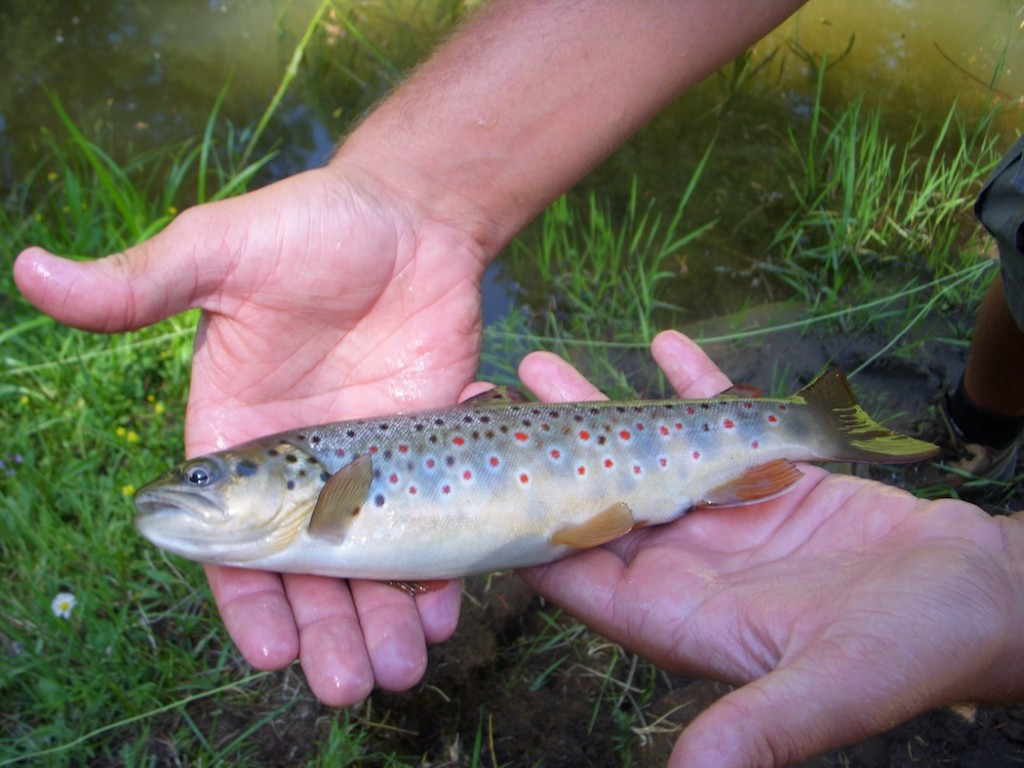 Creamy Brown Trout