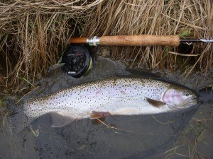 San Juan Rainbow Trout