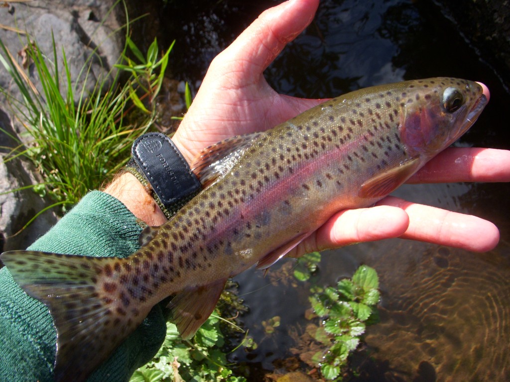 ARIZONA RAINBOW