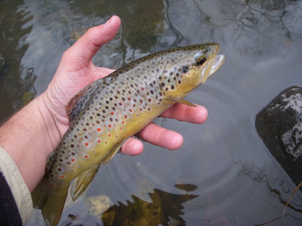 baby speckled trout