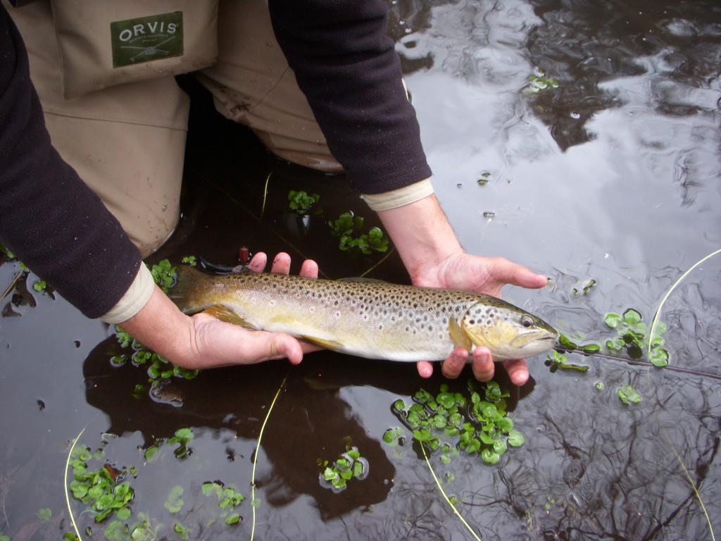 Oak Creek Brown