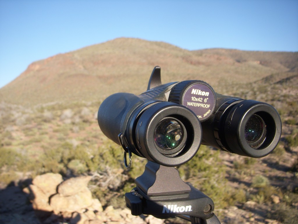 Glassing for Javelina