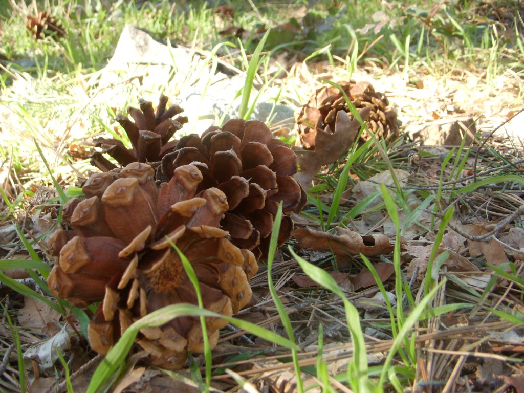 Pine Cone