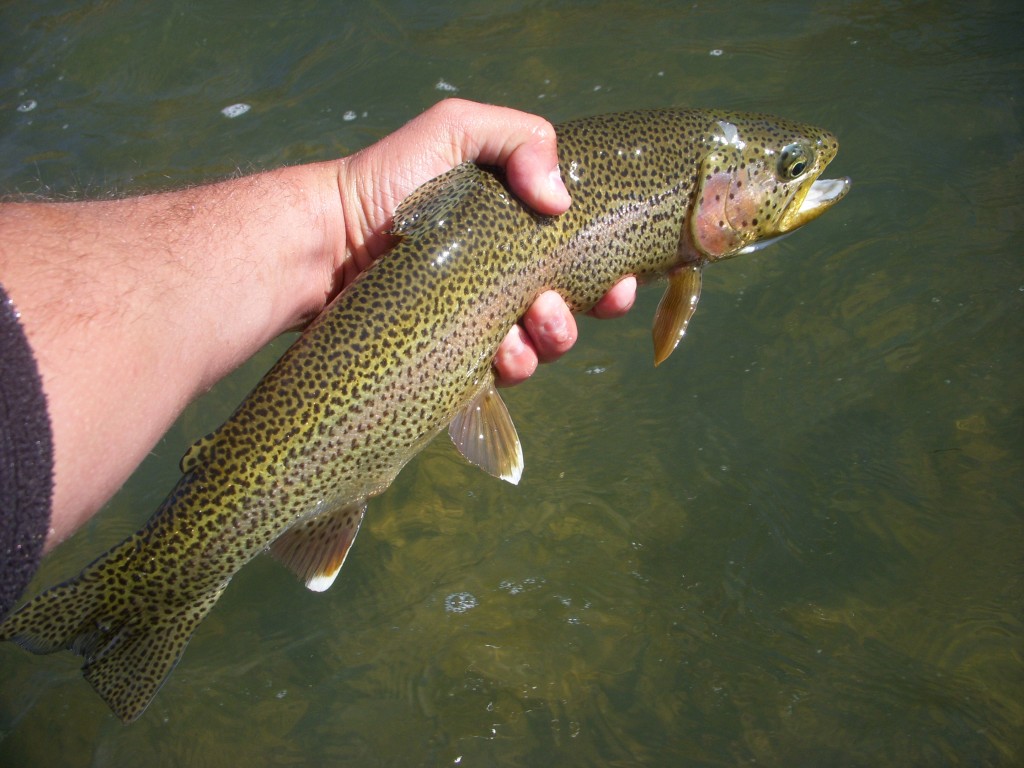 San Juan Rainbow Trout