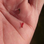 Red Hot/Zebra Midge Combo