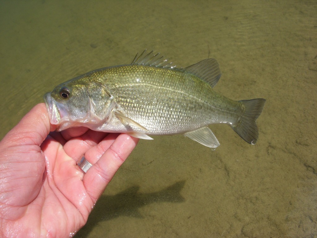 Arizona Urban Bass