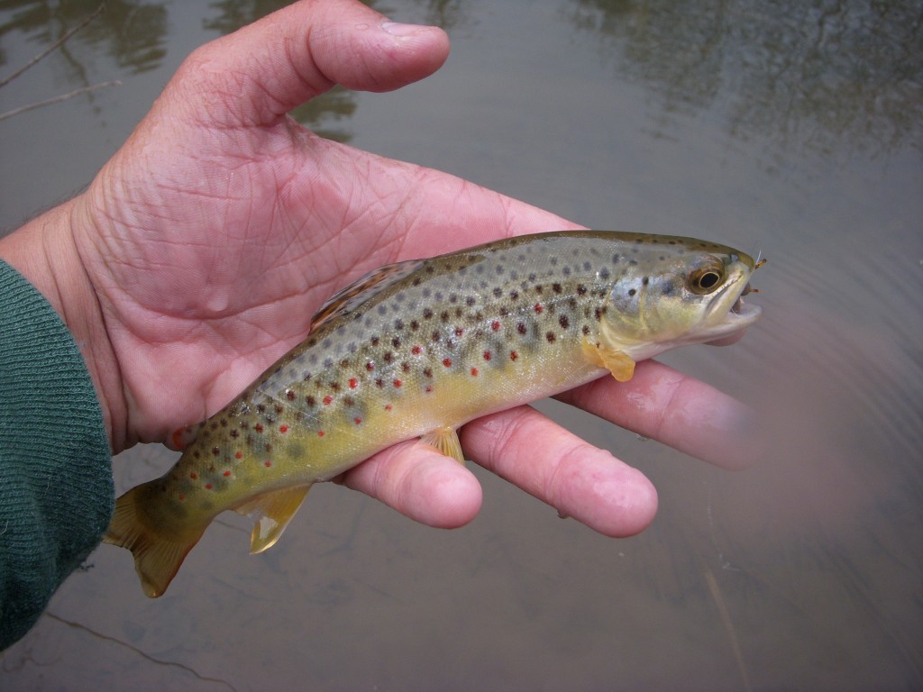 Brown Trout