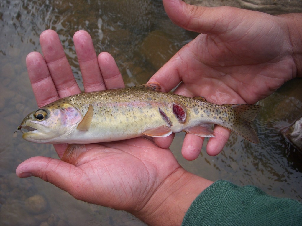 Injured Rainbow