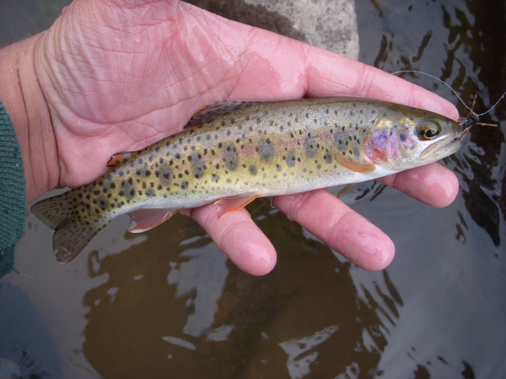 Rainbow and Brown Mini