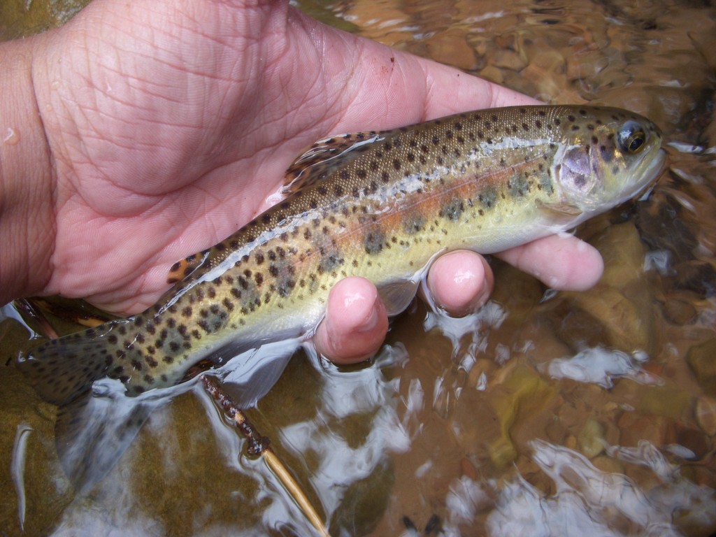 Wild Rainbow Trout