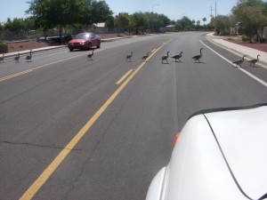 Arizona Traffic Jam