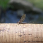 Blue Wing Olive