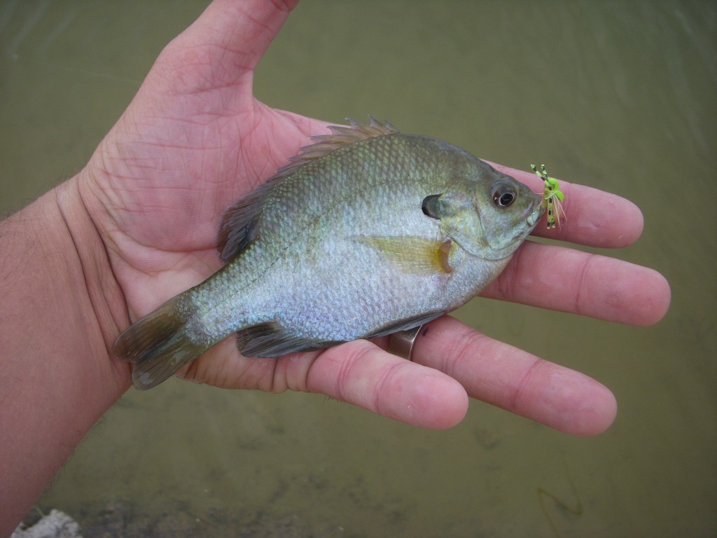 Bluegill and Mini