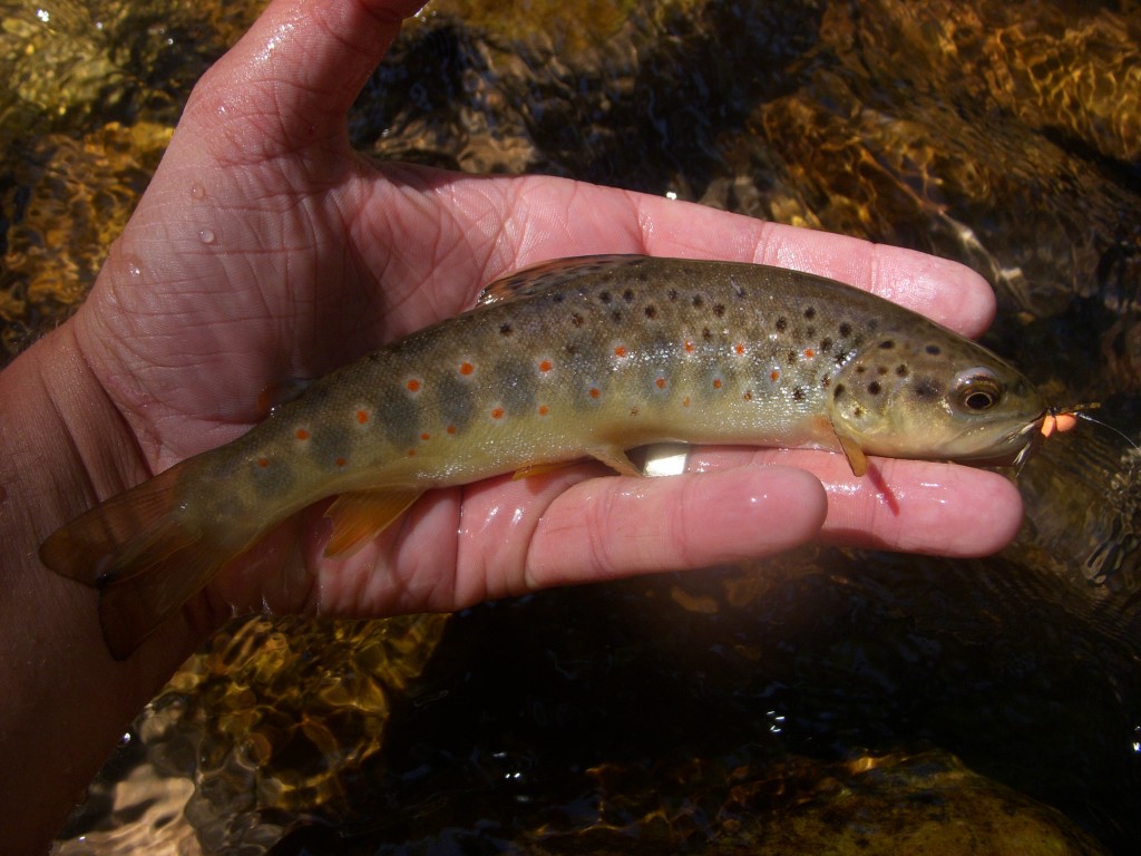 Brown Trout on a mini