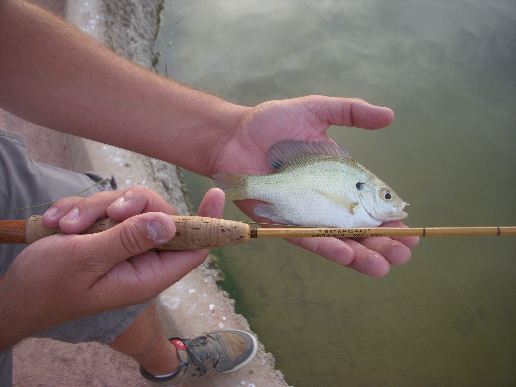 Bluegill on Bamboo