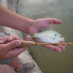 Bluegill on Bamboo
