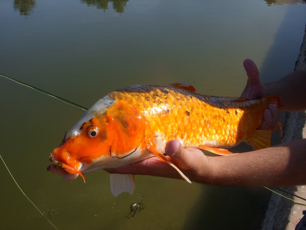 Appaloosa Koi