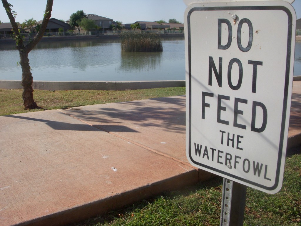 Arizona Urban Pond