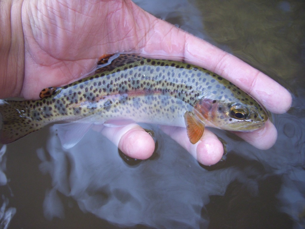 First rainbow trout on a fly rod ✓ . . . #flyfishing #trout