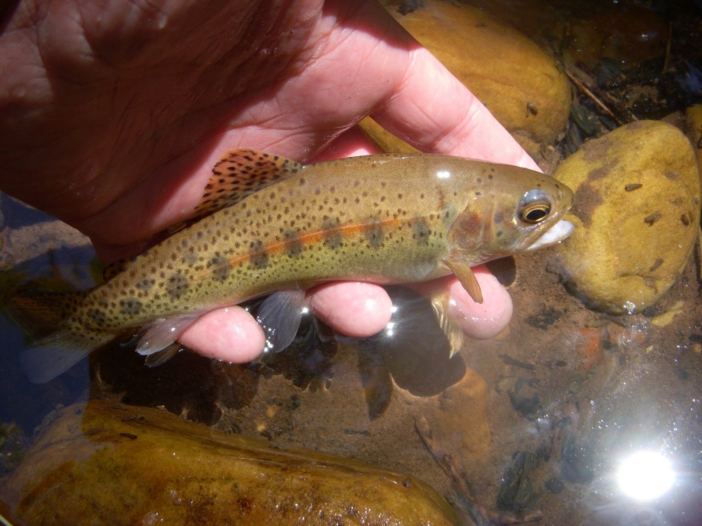 Rainbow Trout