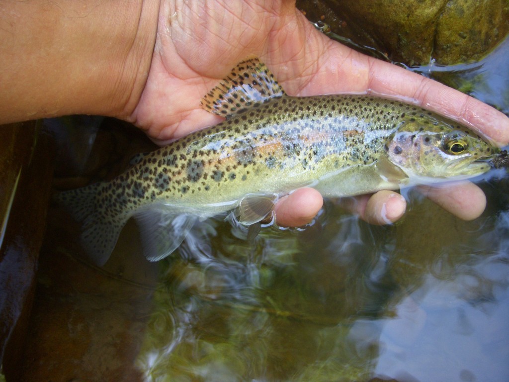 Chunky Rainbow