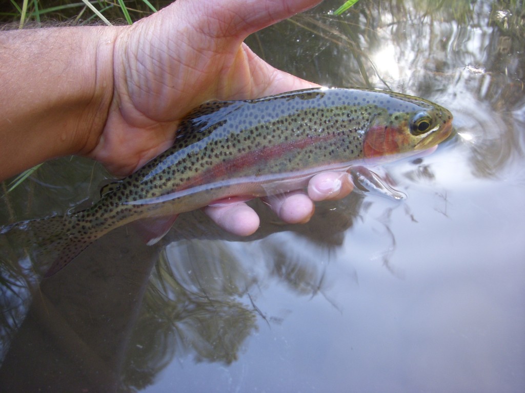 Rainbow Trout