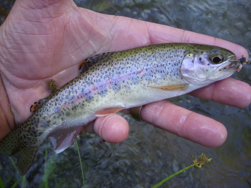 Rainbow and Mini-Hopper