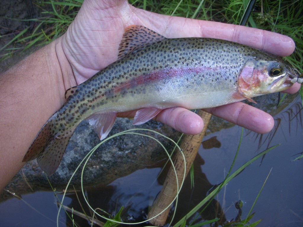 Arizona Fly Fishing: The Backcountry - Arizona WanderingsArizona Wanderings