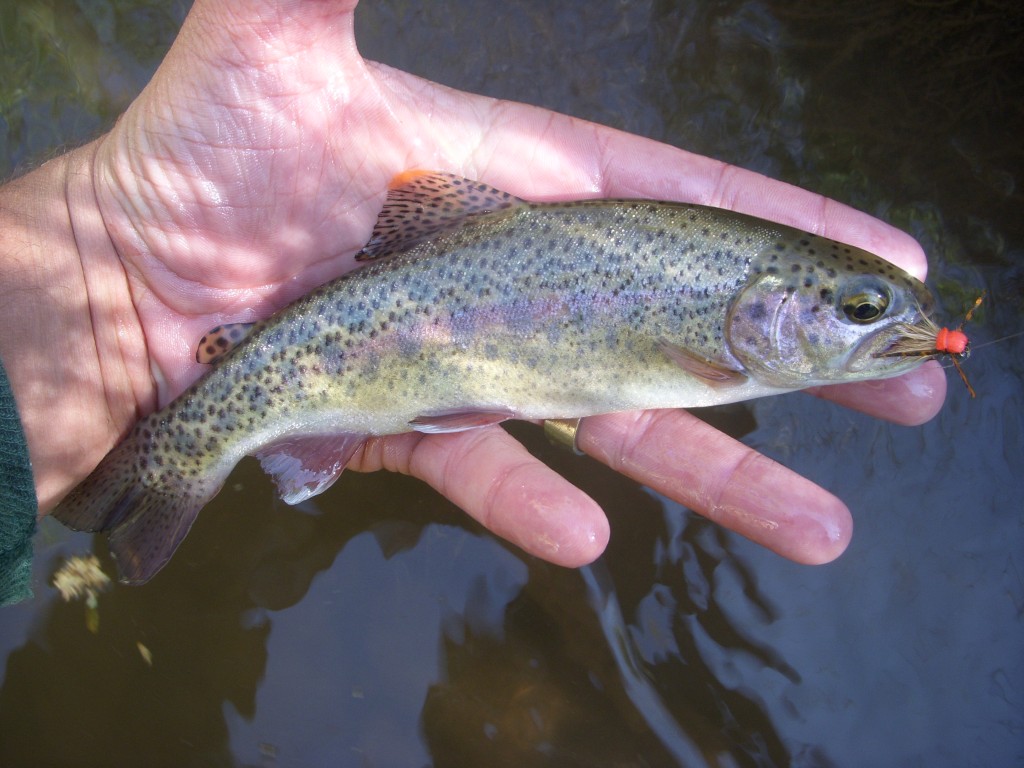 Rainbow and Red Mini-Hopper