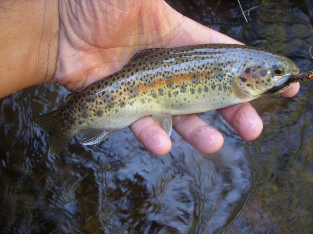 Deep pool Rainbow on a Simi-Seal Leech