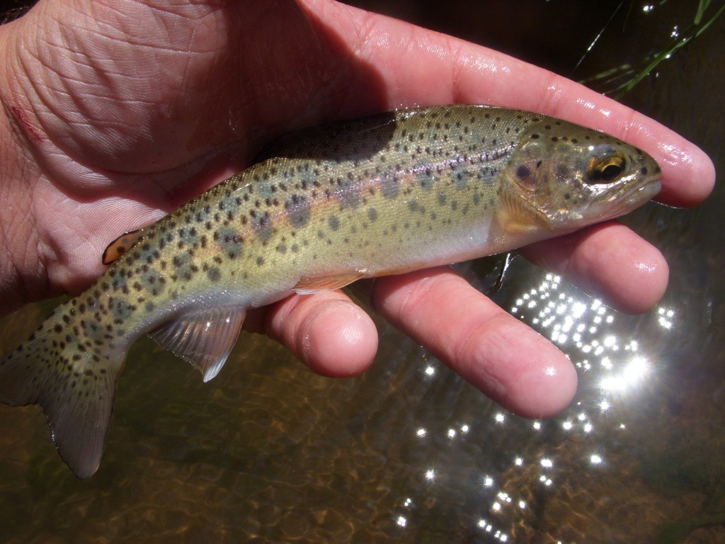 Mid-day Rainbow