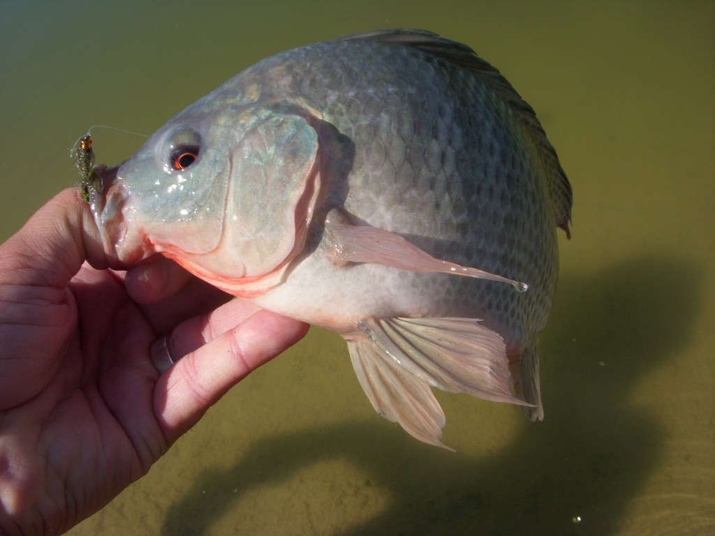 Tilapia