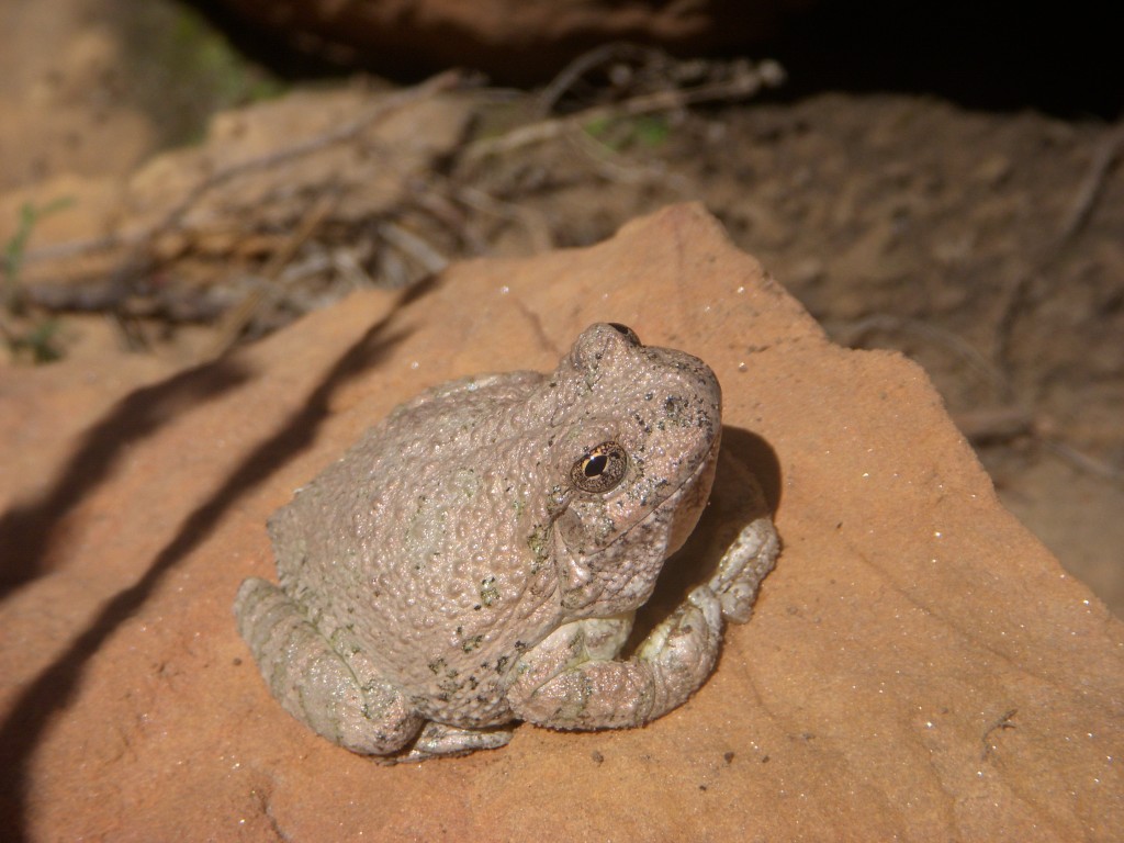 Toad