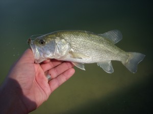 Arizona Urban Bass