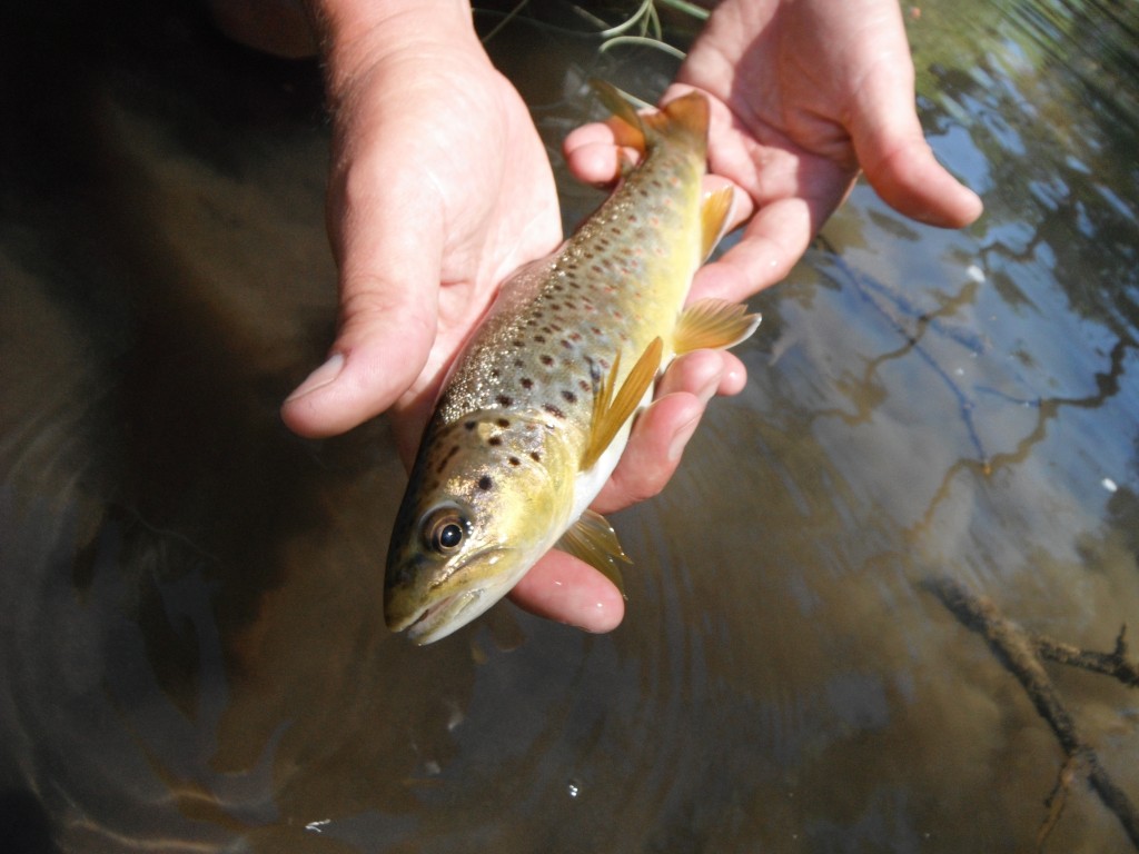 Brown Trout