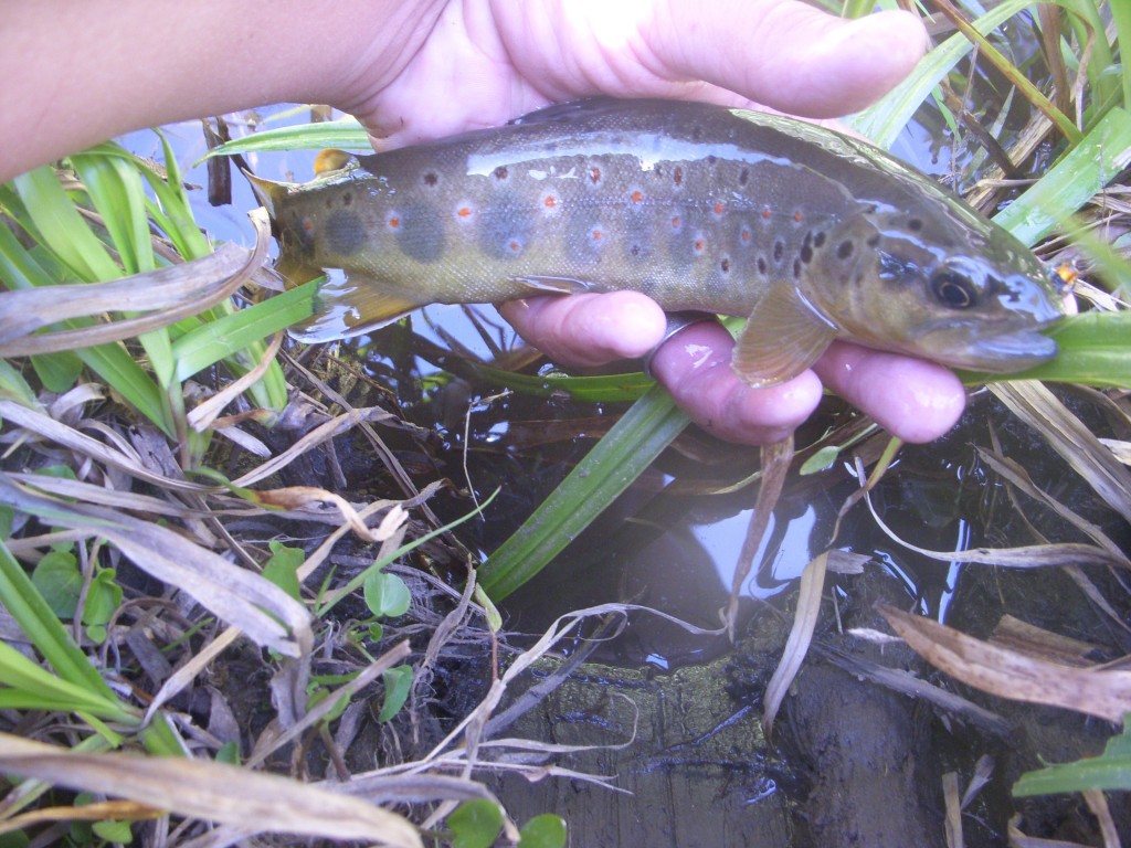 Brown on a simi-seal