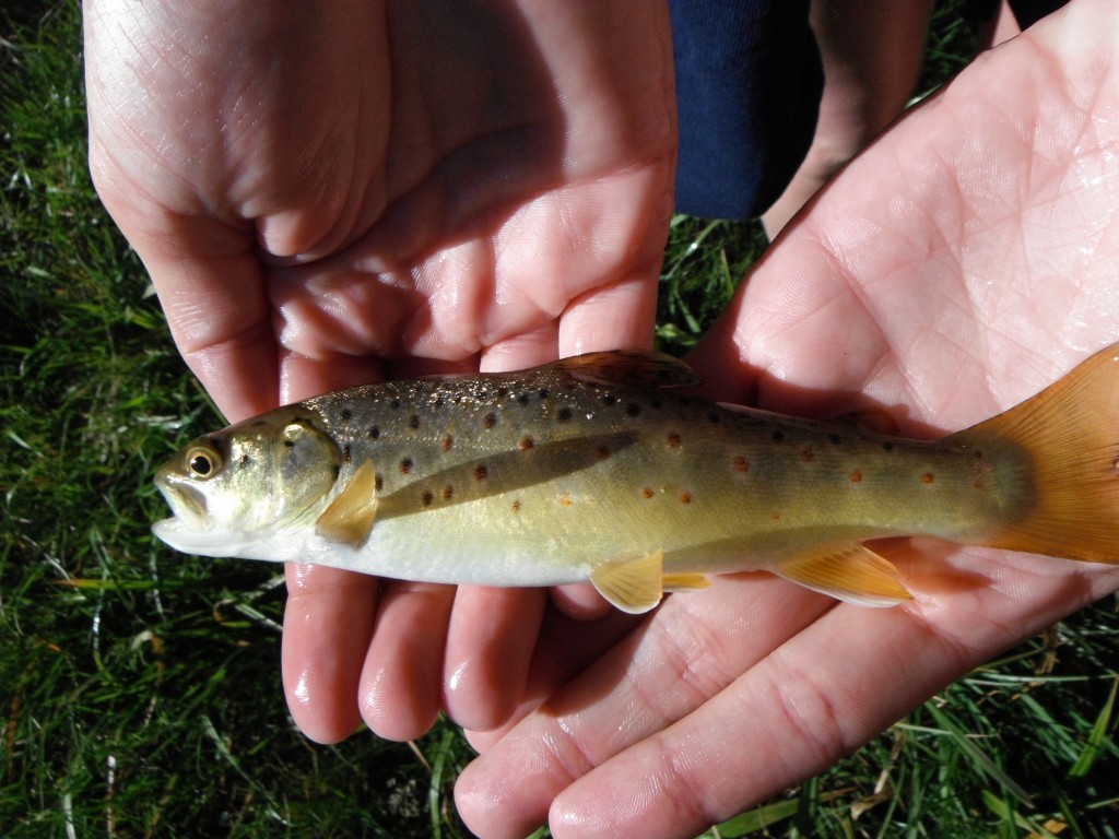 Collete's first fish on moving water..