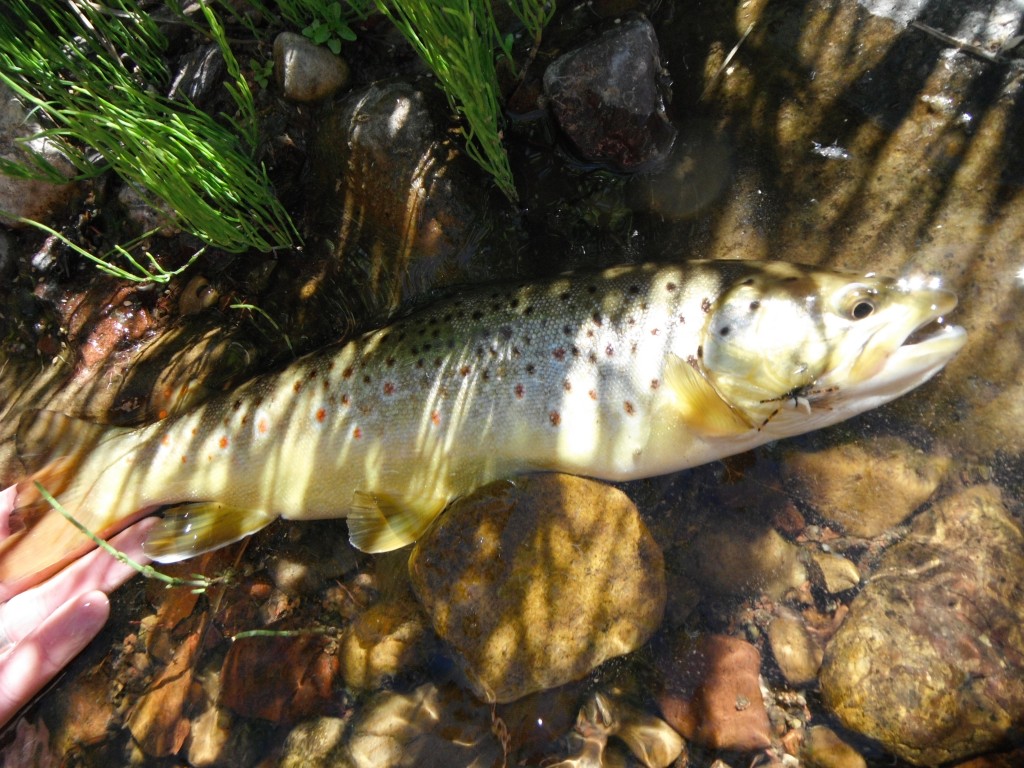 Brown Trout