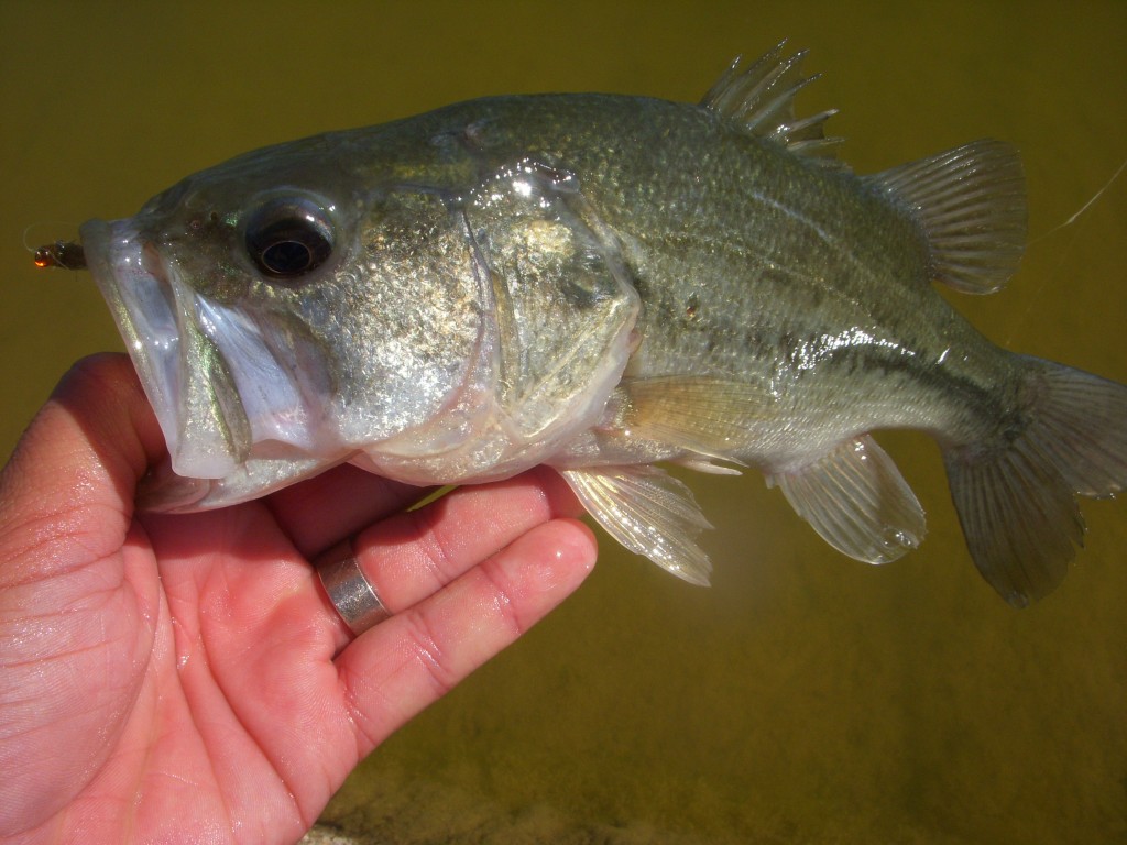 Largemouth