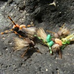 Mini-Hoppers in New Mexico