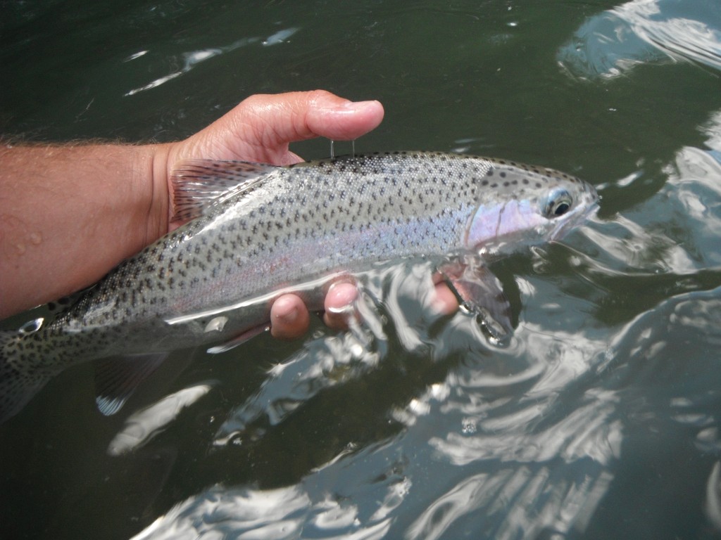 Rainbow Trout