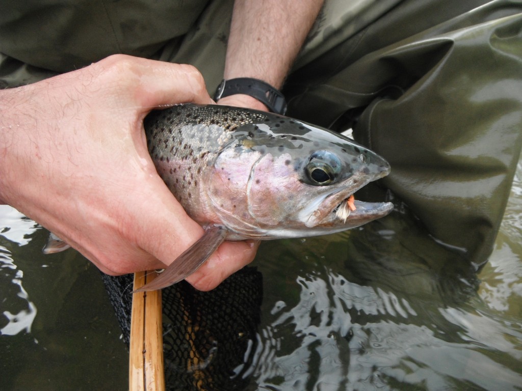 Turns out big rainbows like the mini-hopper too...