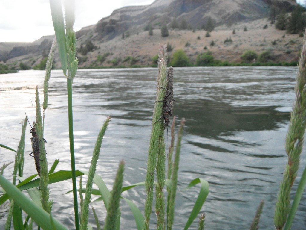 Salmonflies