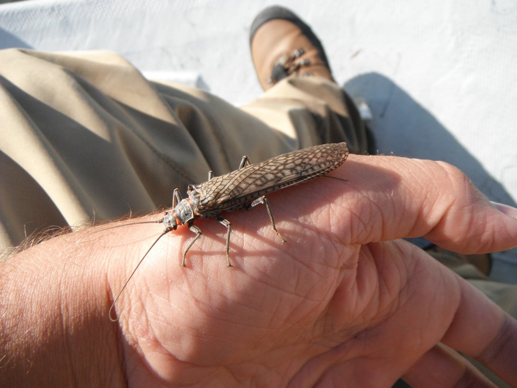 Salmonfly